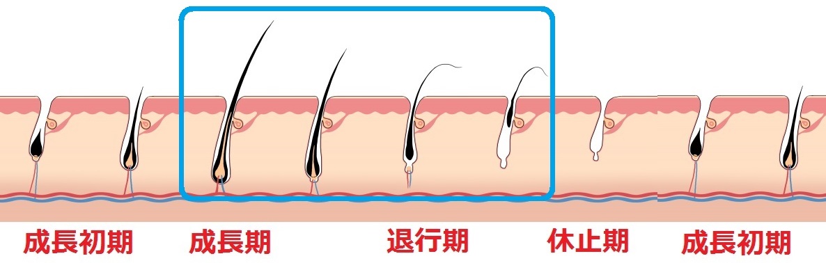 ブラジリアンワックスで抜けるのは?毛の周期