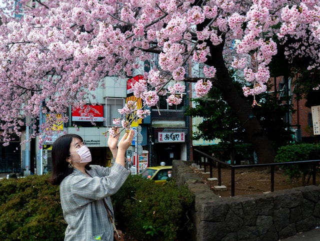 お花見が女装外出に最適な理由